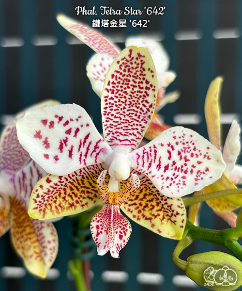 極上 明時代　花入　F-4 美琪園藝Miki Orchid - 品種詳細頁